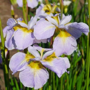 Iris sibirica 'Ama No Hane' (Kosaciec syberyjski)  - P11