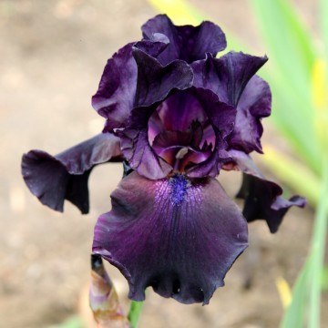 Iris germanica 'Superstition' (Kosaciec bródkowy)  - P11
