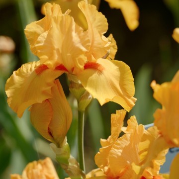 Iris germanica 'Robusto' (Kosaciec bródkowy)  - P11
