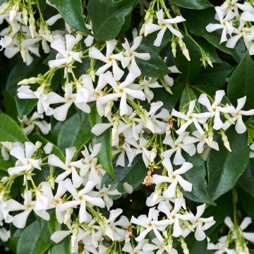 Trachelospermum jasminoides (Jaśmin gwiazdkowy)  - C5