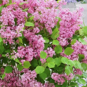 Syringa 'Flowerfesta Pink' (Lilak)  - C3