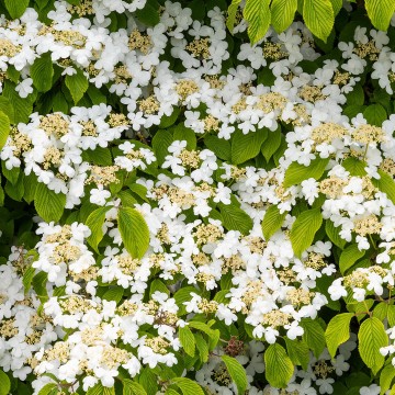 Viburnum plicatum 'Mariesii' (Kalina japońska)  - C4