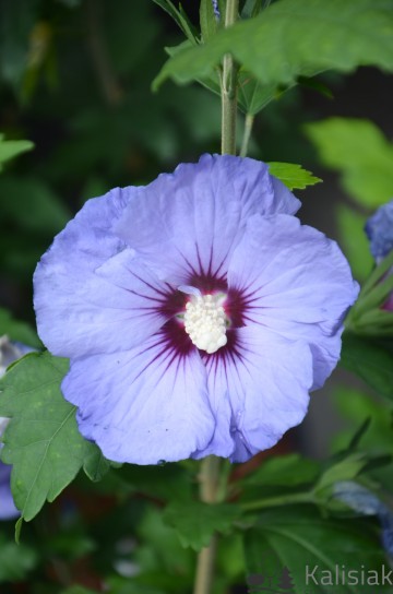 Hibiscus syriacus SUP BLUE 'Minsyori5' (Ketmia syryjska)  - C6