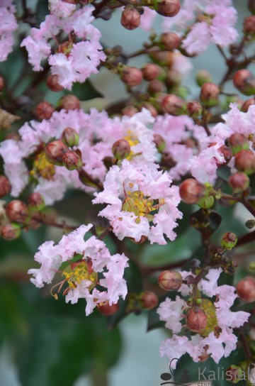 Lagerstroemia indica 'Rhapsody in Pink' (Lagerstremia indyjska)  - C9 PA