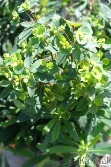 Euphorbia characias 'Black Pearl' (Wilczomlecz błękitnawy)  - C2