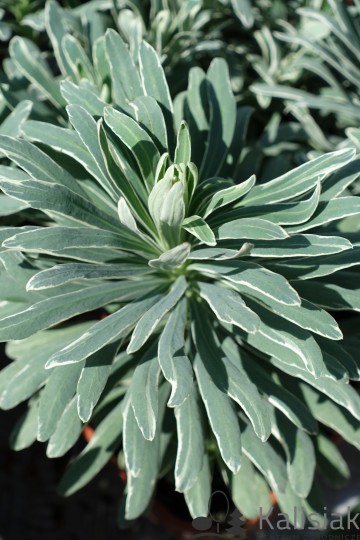 Euphorbia 'Glacier Blue' (Wilczomlecz błękitnawy)  - C2