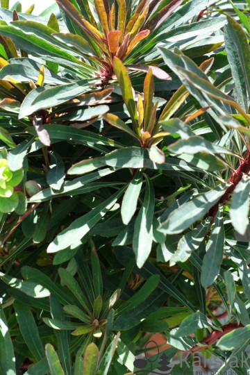 Euphorbia amygdaloides 'Purpurea' (Wilczomlecz migdałolistny)  - C2