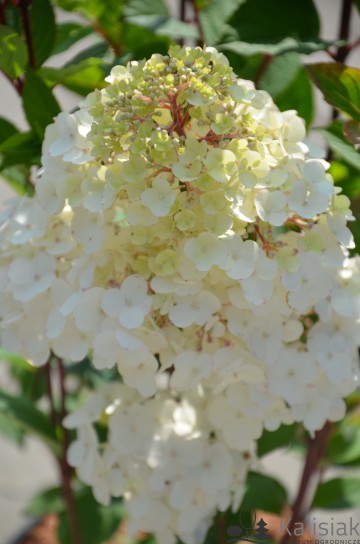 Hydrangea paniculata FRAMBOISINE 'Rensam' (Hortensja bukietowa)  - C5