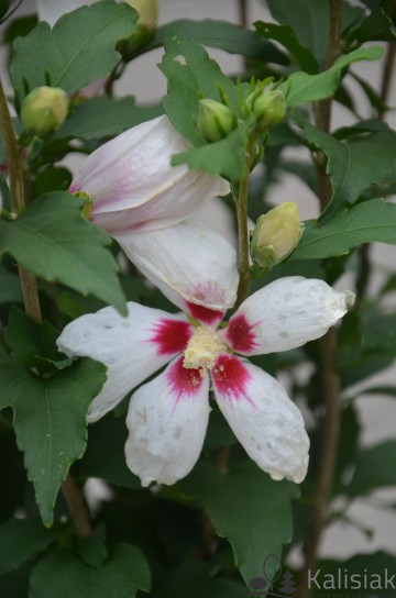Hibiscus syriacus 'Little Legends White' (Ketmia syryjska)  - C3