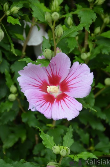 Hibiscus syriacus 'Little Legends Pink' (Ketmia syryjska)  - C3