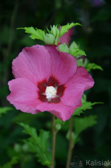 Hibiscus syriacus 'Flower Tower Ruby' (Ketmia syryjska)  - C3