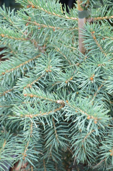 Picea pungens 'Majestic Blue' (Świerk kłujący)  - C3