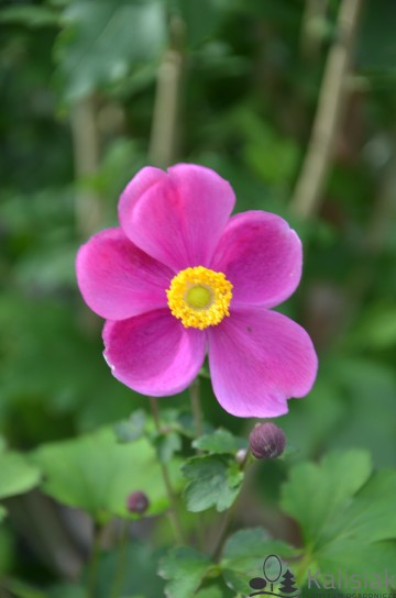 Anemone x hybrida 'Alando Rose' (Zawilec mieszańcowy)  - C2