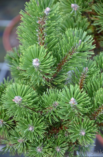Pinus mugo 'Sherwood Compact' (Sosna górska)  - C5 PA