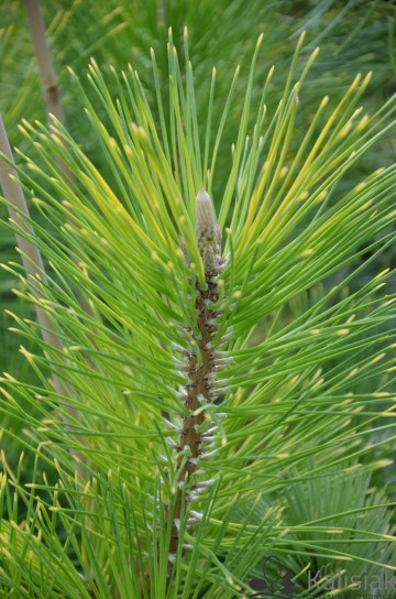 Pinus thunbergii 'Ogon' (Sosna Thunberga)  - C5