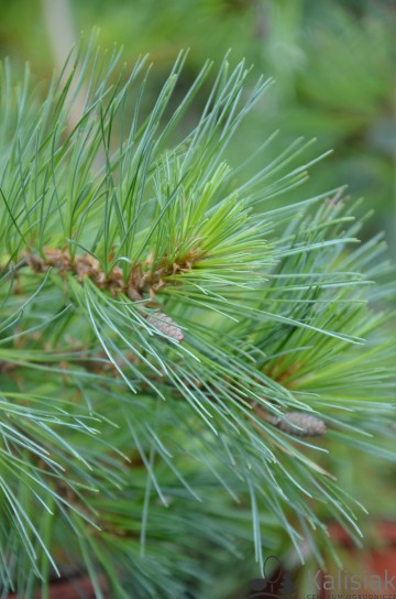 Pinus strobus 'Niagara Falls' (Sosna wejmutka)  - C5