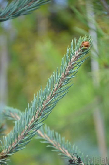 Picea engelmannii 'Snake' (Świerk Engelmanna)  - C4
