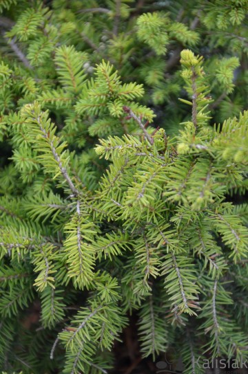 Picea omorika 'Karel' (Świerk serbski)  - C3