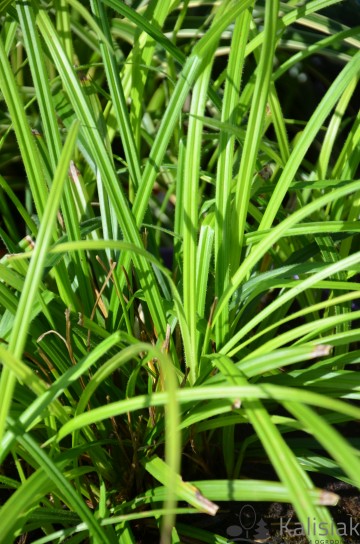 Carex pilosa 'Copenhagen Select' (Turzyca orzęsiona)  - C5