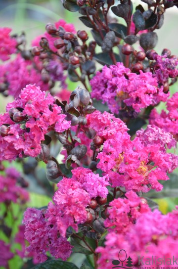 Lagerstroemia indica 'Rhapsody in Blue' (Lagerstremia indyjska)  - C9 PA