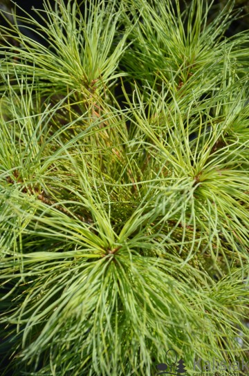 Pinus armandii (Sosna Armanda)  - C3
