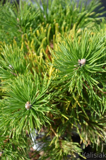 Pinus uncinata 'Billabong' (Sosna hakowata)  - C4