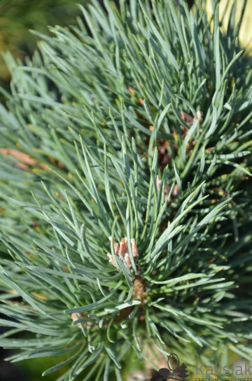 Pinus sylvestris 'Bennet's Compact' (Sosna pospolita)  - C4