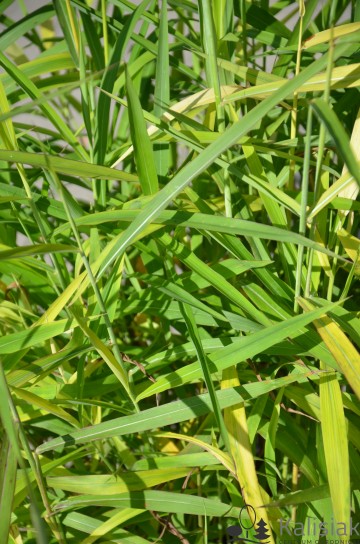 Spodiopogon sibiricus (Szarobródek syberyjski)  - C3