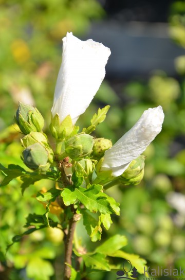 Hibiscus syriacus 'Eleonore' (Ketmia syryjska)  - C9