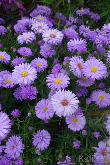 Aster 'Lady in Blue' (Aster)  - C2