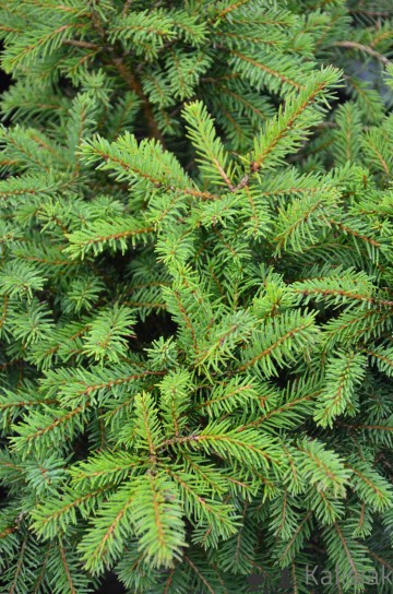 Picea abies 'Nidiformis' (Świerk pospolity)  - C3