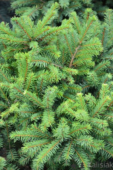 Picea abies 'Nidiformis' (Świerk pospolity)  - C5