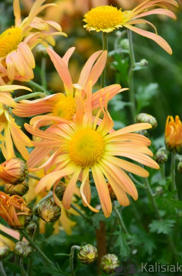 Chrysanthemum 'Mary Stoker' (Złocień)  - C2