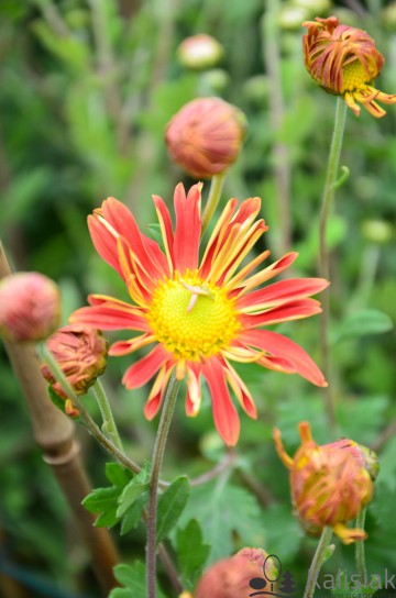 Chrysanthemum 'Cottage Apricot' (Złocień)  - C2