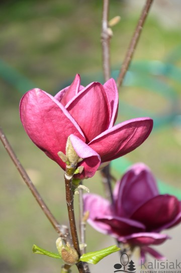 Magnolia soulangeana 'Genie' (Magnolia Soulange'a)  - C3