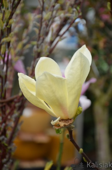 Magnolia acuminata 'Yellow Lantern' (Magnolia drzewiasta)  - C3