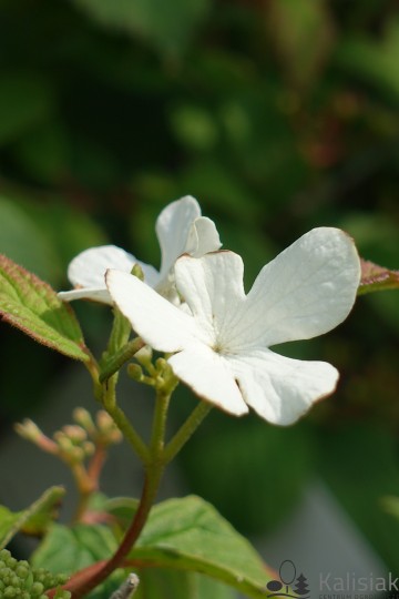 Viburnum plicatum 'Shirogami' (Kalina japońska)  - C5
