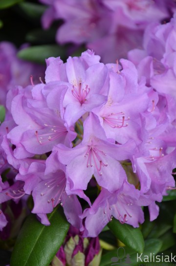 Rhododendron 'Catawbiense Grandiflorum' (Różanecznik)  - C7.5