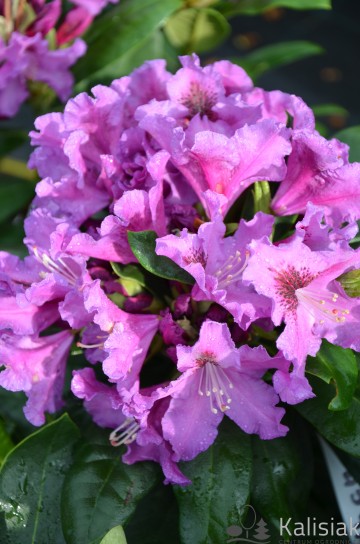 Rhododendron 'Rasputin' (Różanecznik)  - C7.5