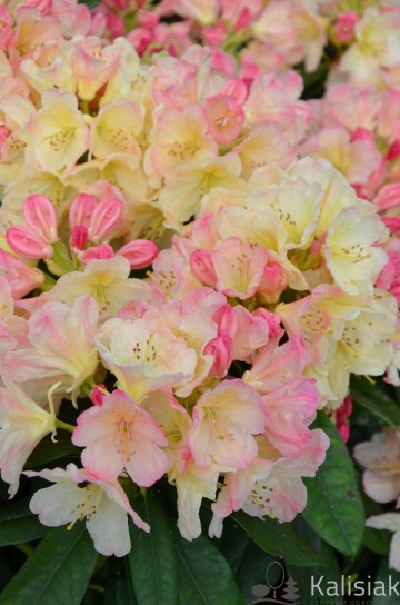 Rhododendron yakushimanum 'Percy Wiseman' (Różanecznik jakuszimański)  - C7.5