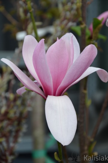 Magnolia 'Black Tulip' (Magnolia)  - C3