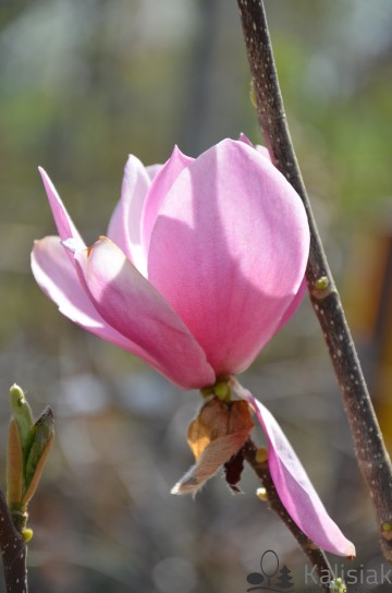 Magnolia 'Cleopatra' (Magnolia)  - C7.5
