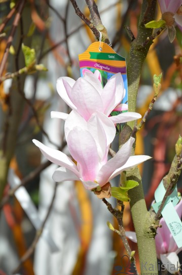 Magnolia 'Coates' (Magnolia)  - C7.5