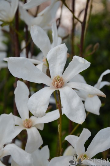 Magnolia kobus 'Isis' (Magnolia japońska)  - C3