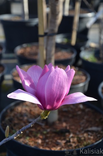 Magnolia 'Vulcan' (Magnolia)  - C7.5