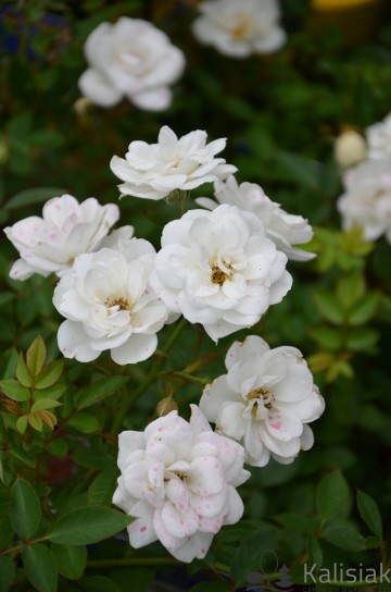 Rosa 'White Fairy' (Róża okrywowa)  - C2