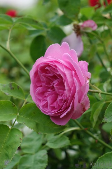 Rosa 'Louise Odier' (Róża pnąca)  - C5