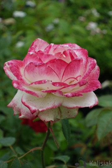 Rosa 'Orange Climbing' (Róża pnąca)  - C2