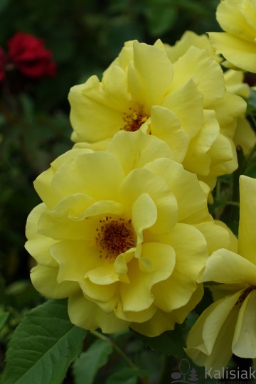 Rosa 'Allgold' (Róża rabatowa)  - C2