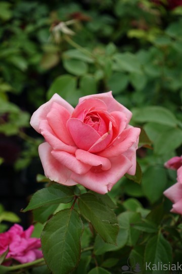 Rosa 'Kimono' (Róża rabatowa)  - C2